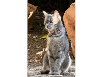 Gato raça SRD-ViraLata idade 4 anos nome Joy