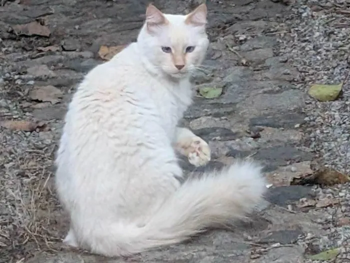 Gato ra a SRD-ViraLata idade 4 anos nome Bacarin