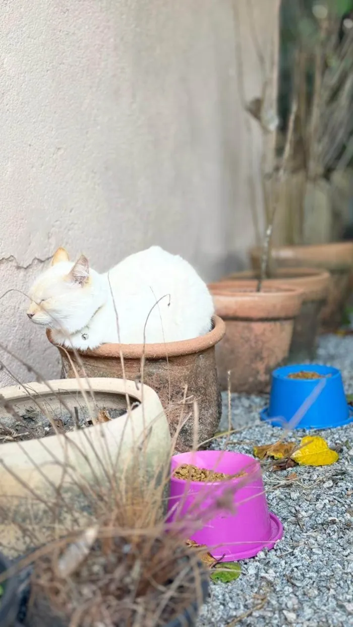 Gato ra a SRD-ViraLata idade 4 anos nome Bacarin