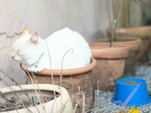Gato raça SRD-ViraLata idade 4 anos nome Bacarin
