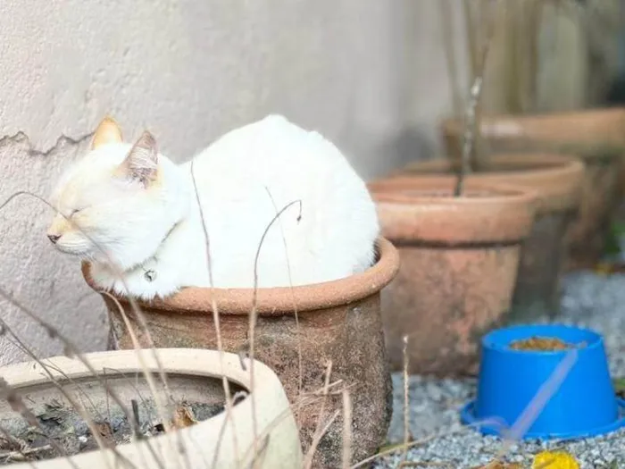 Gato ra a SRD-ViraLata idade 4 anos nome Bacarin