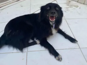 Cachorro raça SRD-ViraLata idade 6 ou mais anos nome Bella