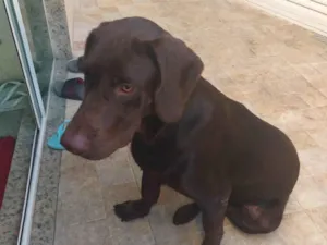 Cachorro raça Labrador idade 6 ou mais anos nome Thor