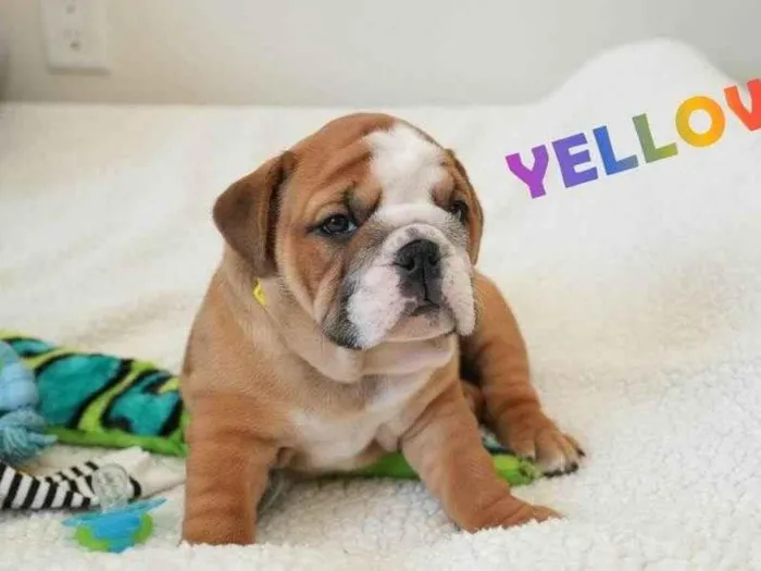 Cachorro ra a Bulldog idade 7 a 11 meses nome Shawn