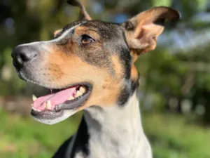 Cachorro raça SRD-ViraLata idade 2 anos nome Grandão 