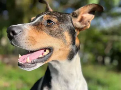 Cachorro raça SRD-ViraLata idade 2 anos nome Grandão 