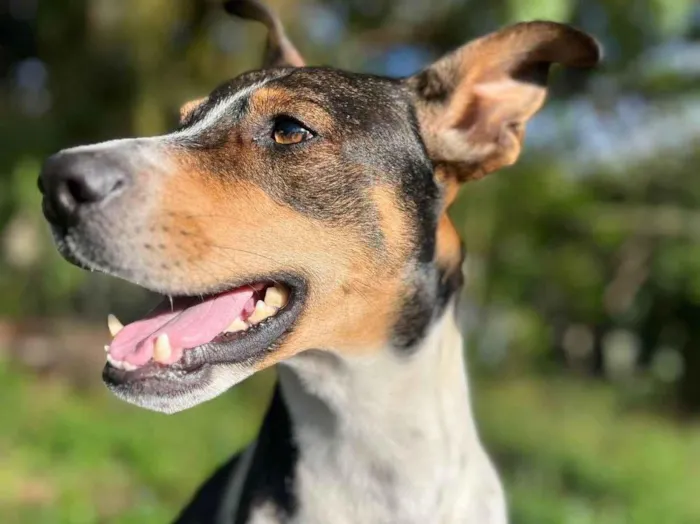 Cachorro ra a SRD-ViraLata idade 2 anos nome Grandão 