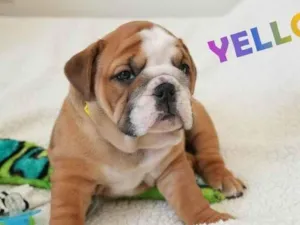 Cachorro raça Bulldog idade 7 a 11 meses nome Shawn