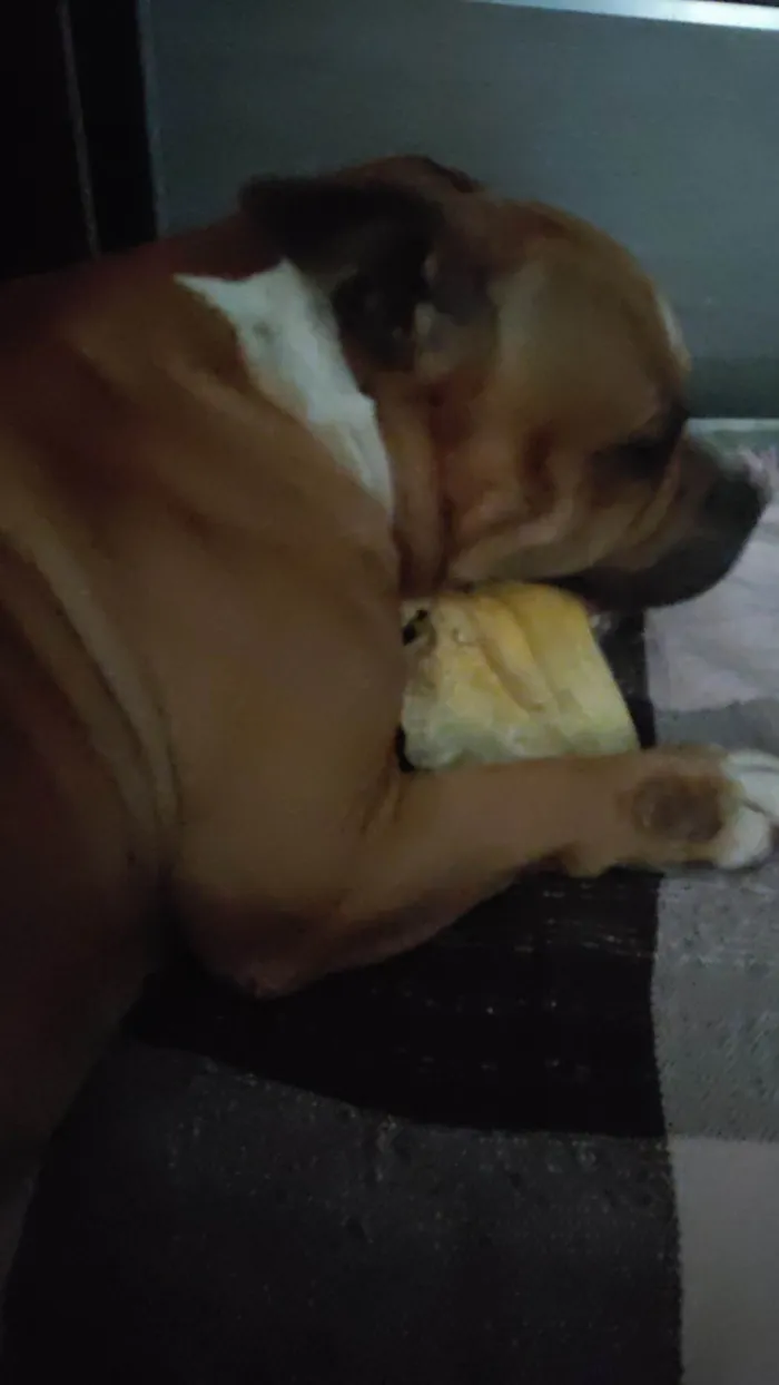 Cachorro ra a Pit-Bull idade 4 anos nome Thaninhos
