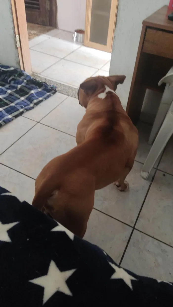 Cachorro ra a Pit-Bull idade 4 anos nome Thaninhos