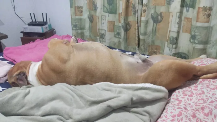 Cachorro ra a Pit-Bull idade 4 anos nome Thaninhos