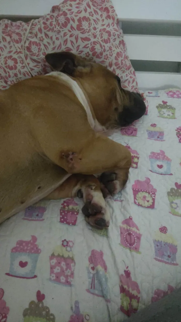 Cachorro ra a Pit-Bull idade 4 anos nome Thaninhos