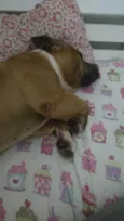Thaninhos
