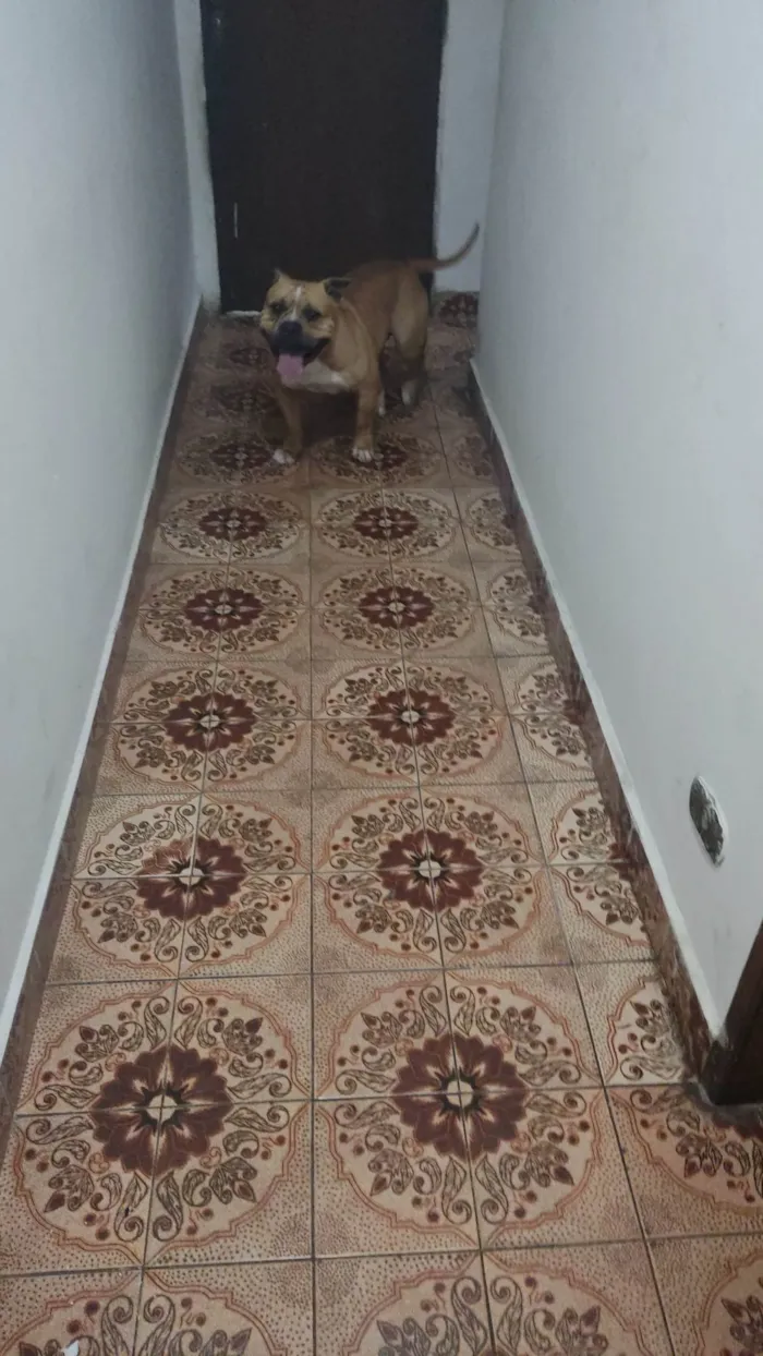 Cachorro ra a Pit-Bull idade 4 anos nome Thaninhos