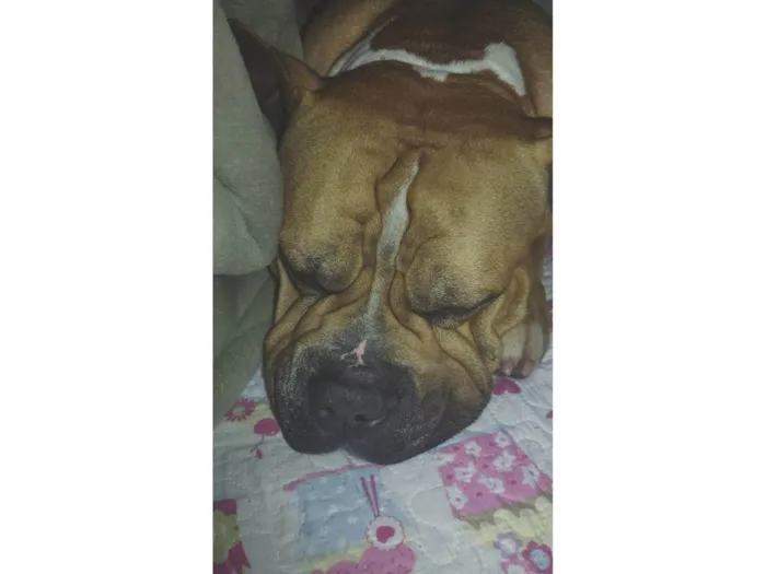 Cachorro ra a Pit-Bull idade 4 anos nome Thaninhos