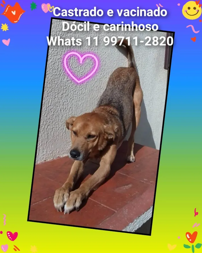 Cachorro ra a SRD-ViraLata idade 5 anos nome Rodolfo