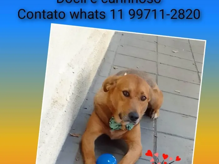 Cachorro ra a SRD-ViraLata idade 5 anos nome Rodolfo