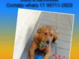 Rodolfo