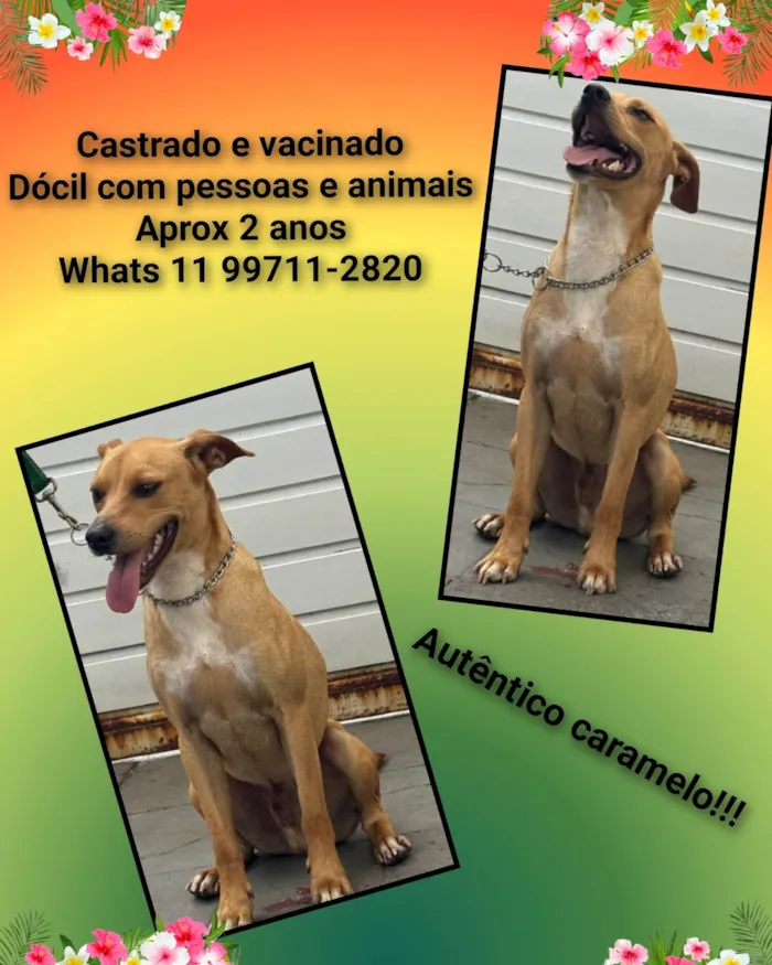 Cachorro ra a SRD-ViraLata idade 2 anos nome Francisco