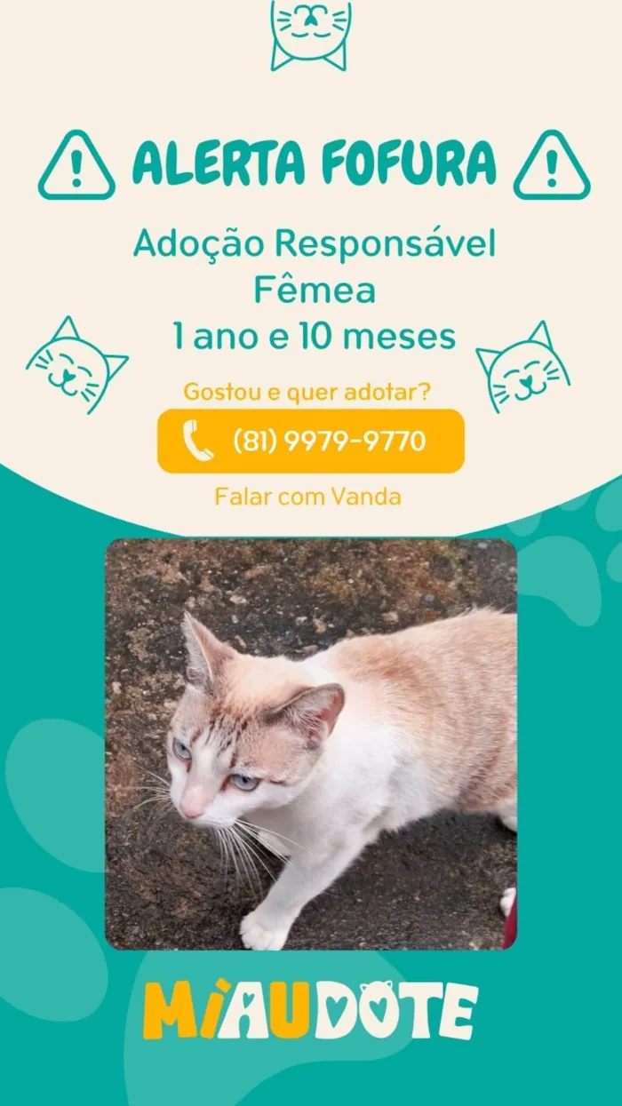 Gato ra a SRD-ViraLata idade 1 ano nome Adoção Responsavel