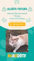 Adoção Responsavel