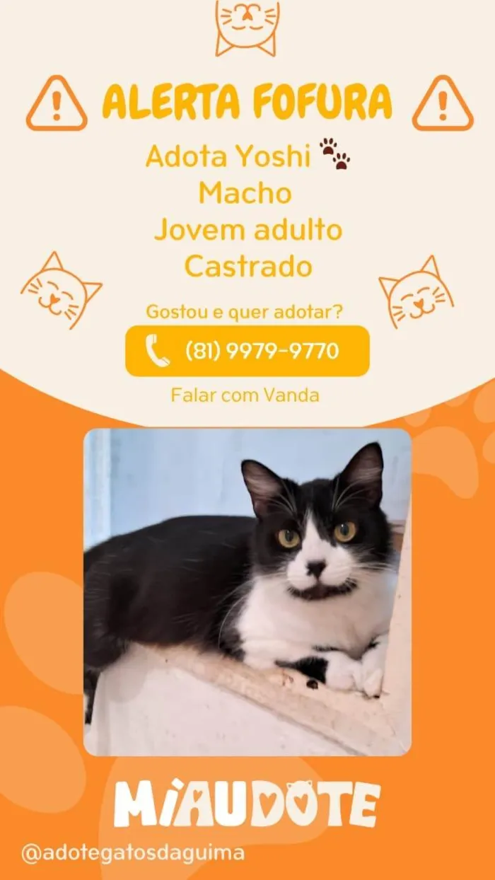 Gato ra a SRD-ViraLata idade 1 ano nome YOSHI