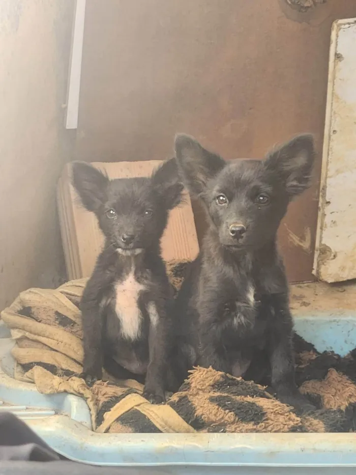 Cachorro ra a SRD-ViraLata idade 2 a 6 meses nome Sky e everest
