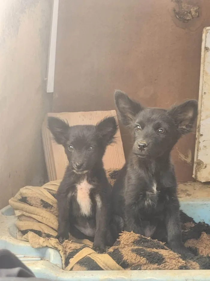 Cachorro ra a SRD-ViraLata idade 2 a 6 meses nome Sky e everest