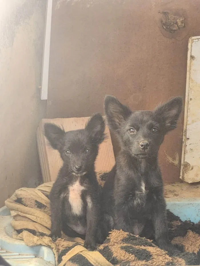 Cachorro ra a SRD-ViraLata idade 2 a 6 meses nome Sky e everest
