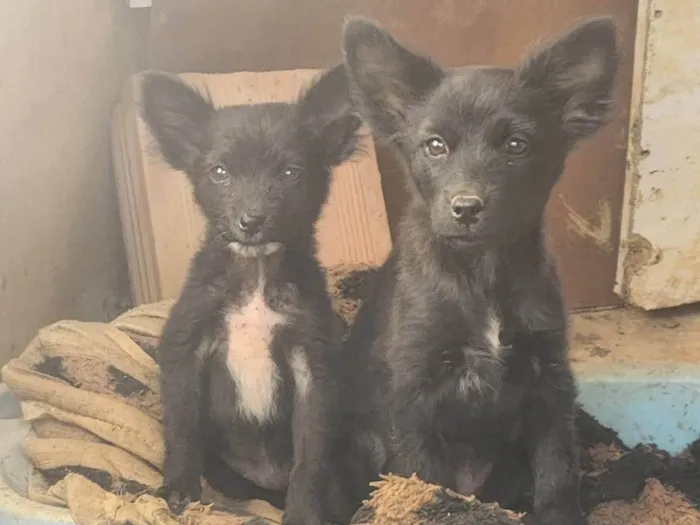 Cachorro ra a SRD-ViraLata idade 2 a 6 meses nome Sky e everest