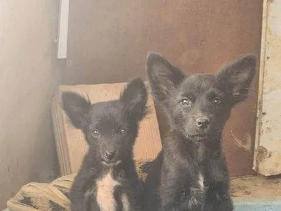 Cachorro raça SRD-ViraLata idade 2 a 6 meses nome Sky e everest