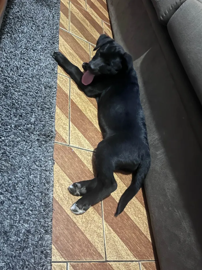 Cachorro ra a Labrador idade 2 a 6 meses nome Kyara 