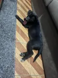 Kyara