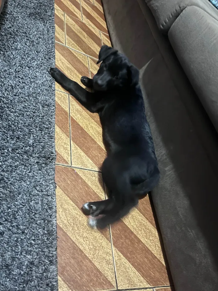Cachorro ra a Labrador idade 2 a 6 meses nome Kyara 