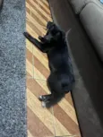 Kyara