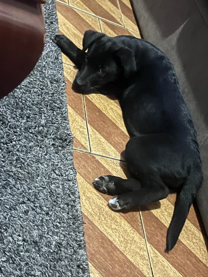 Cachorro ra a Labrador idade 2 a 6 meses nome Kyara 