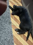 Kyara