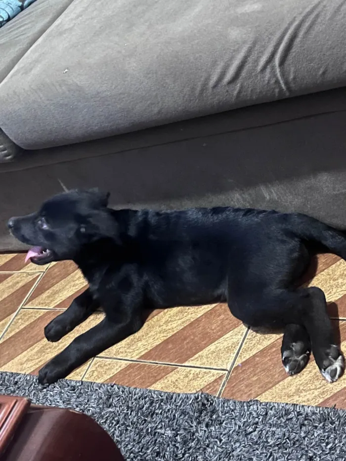 Cachorro ra a Labrador idade 2 a 6 meses nome Kyara 