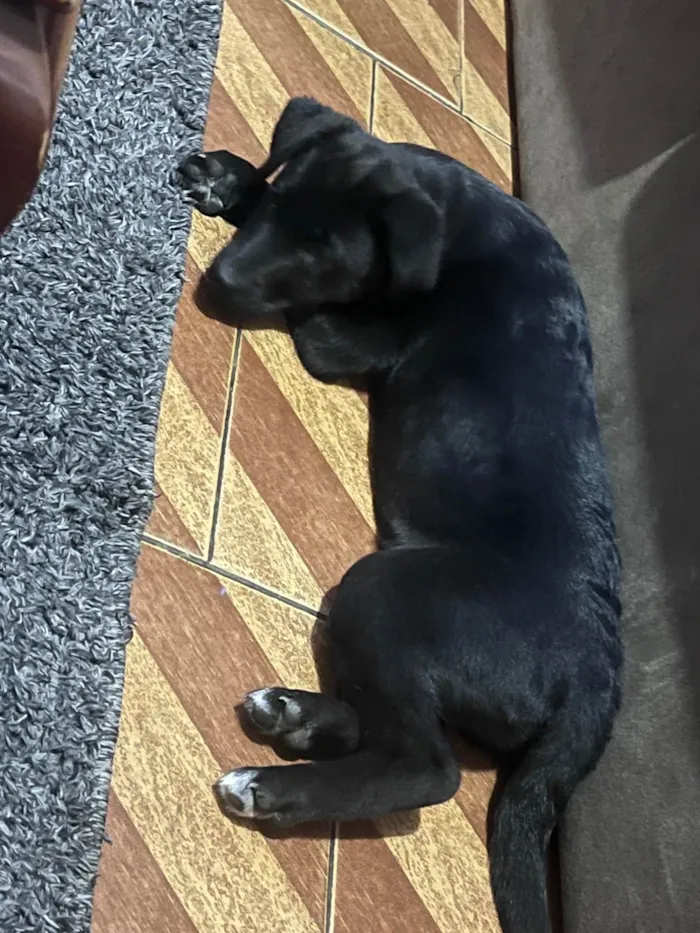 Cachorro ra a Labrador idade 2 a 6 meses nome Kyara 