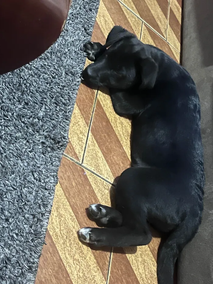 Cachorro ra a Labrador idade 2 a 6 meses nome Kyara 