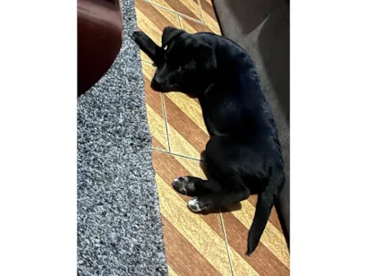 Cachorro raça Labrador idade 2 a 6 meses nome Kyara 