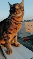 Nenzinho