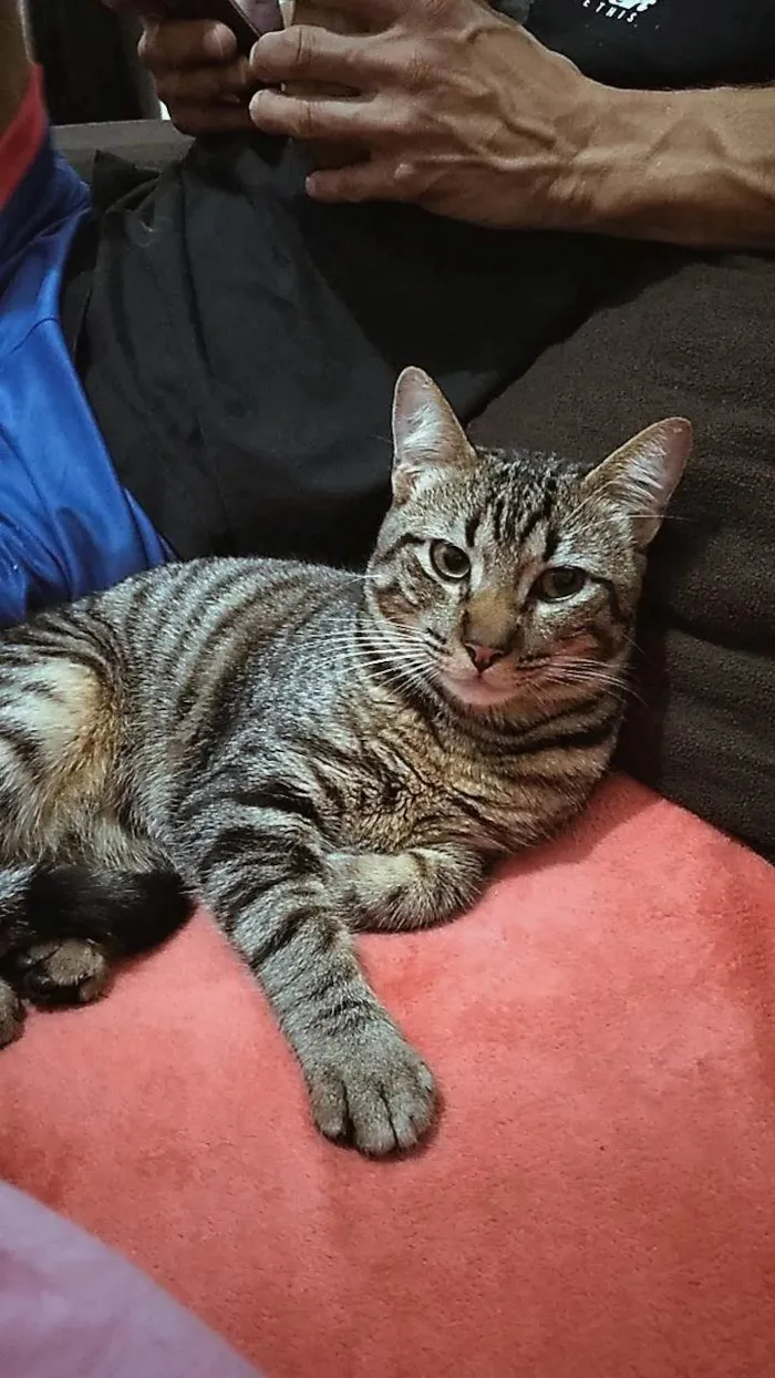 Gato ra a SRD-ViraLata idade 4 anos nome Nenzinho 