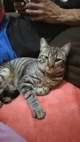Nenzinho