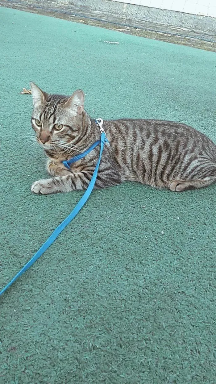 Gato ra a SRD-ViraLata idade 4 anos nome Nenzinho 