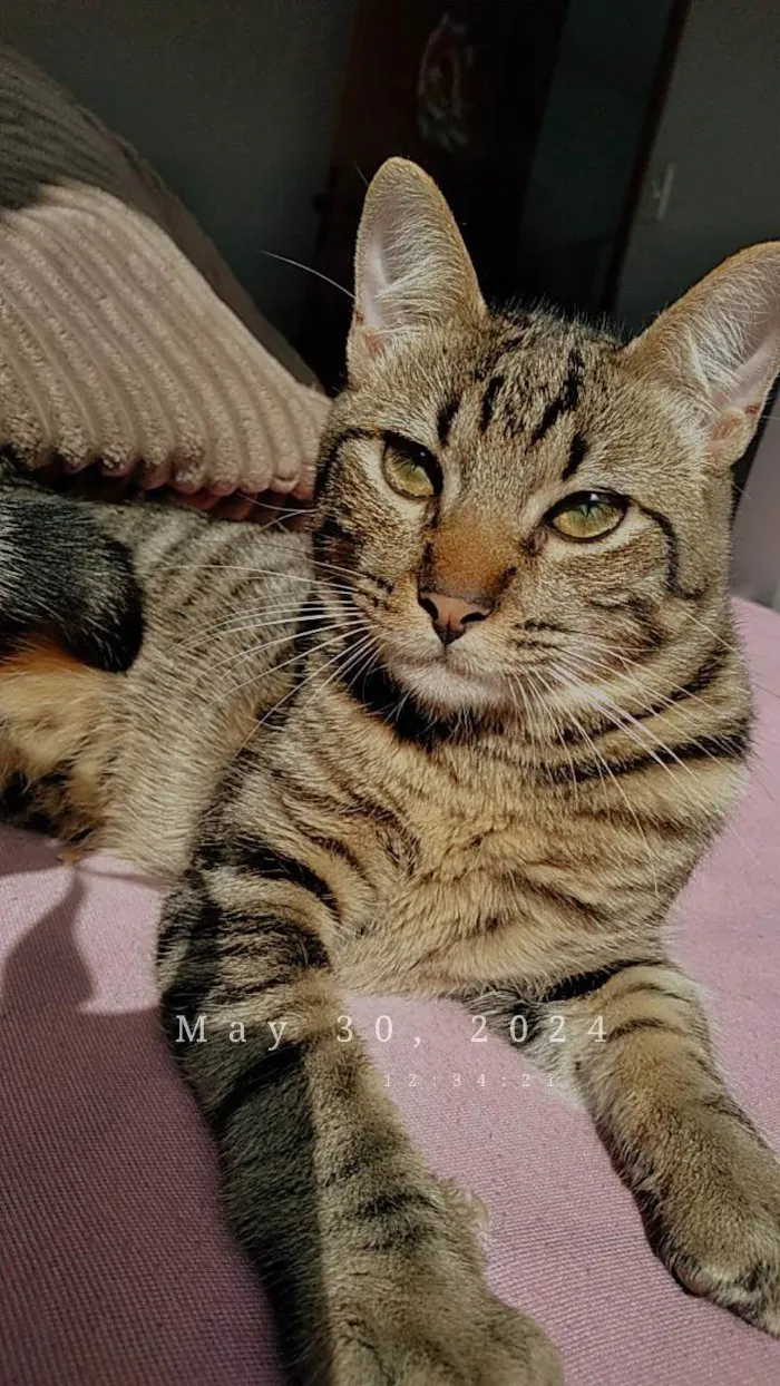 Gato ra a SRD-ViraLata idade 4 anos nome Nenzinho 