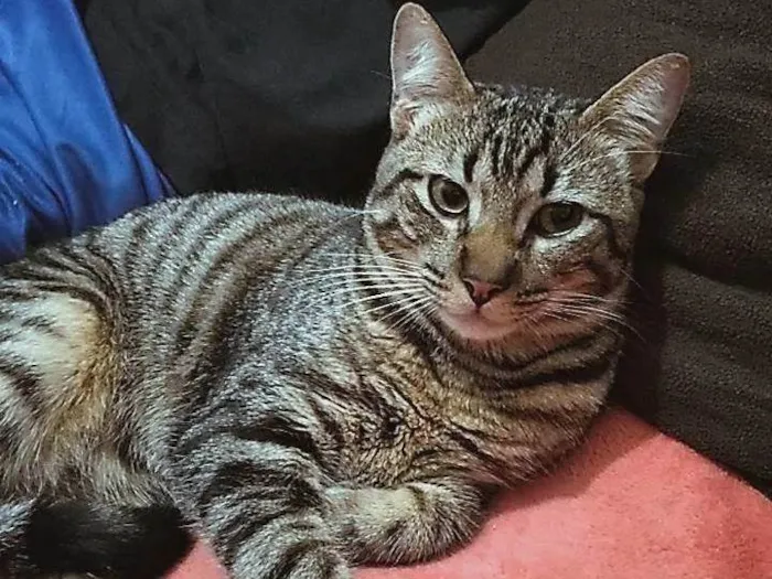 Gato ra a SRD-ViraLata idade 4 anos nome Nenzinho 