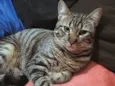 Nenzinho