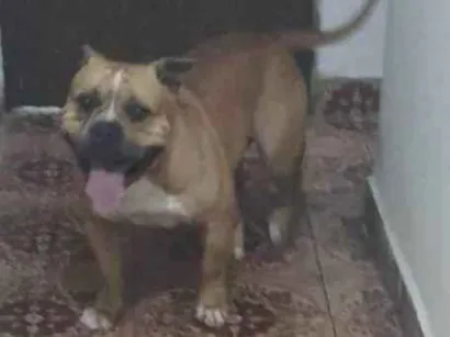 Cachorro raça Pit-Bull idade 4 anos nome Thaninhos