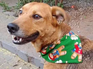 Cachorro raça SRD-ViraLata idade 5 anos nome Rodolfo